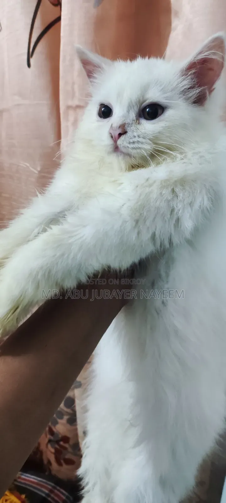 1-3 months Female Purebred Persian
