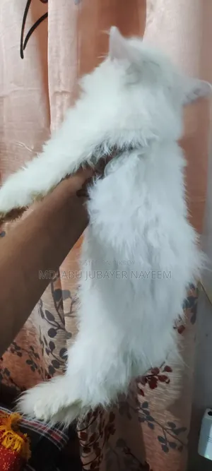 1-3 months Female Purebred Persian