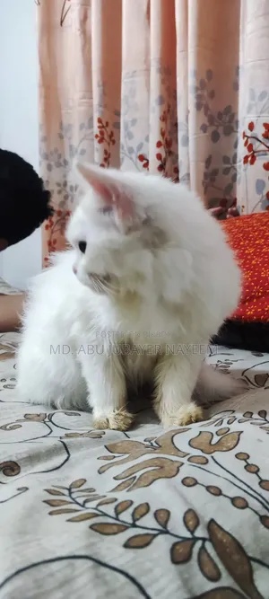 1-3 months Female Purebred Persian