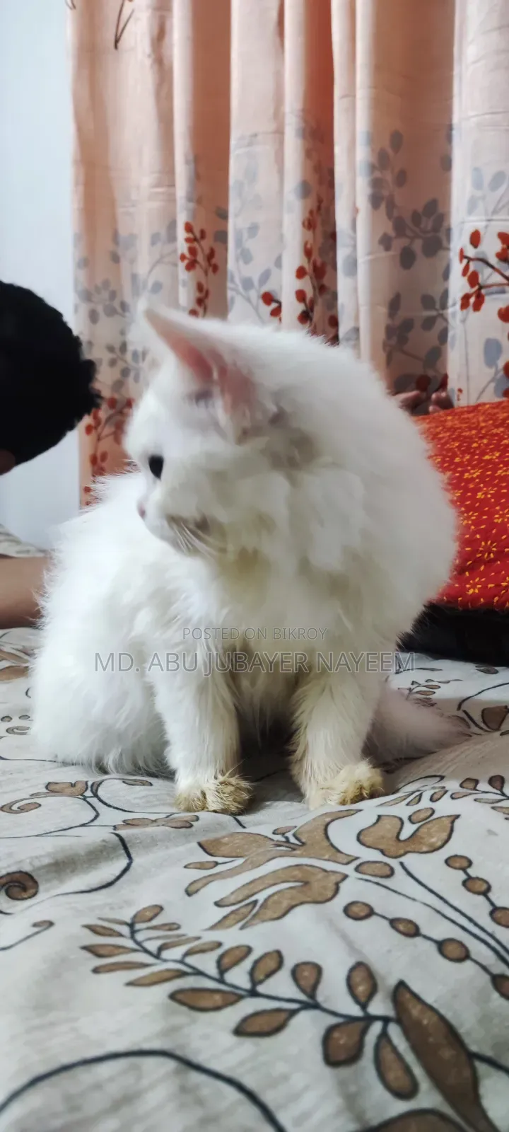 1-3 months Female Purebred Persian