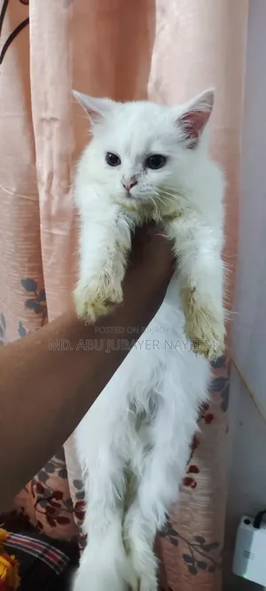 1-3 months Female Purebred Persian