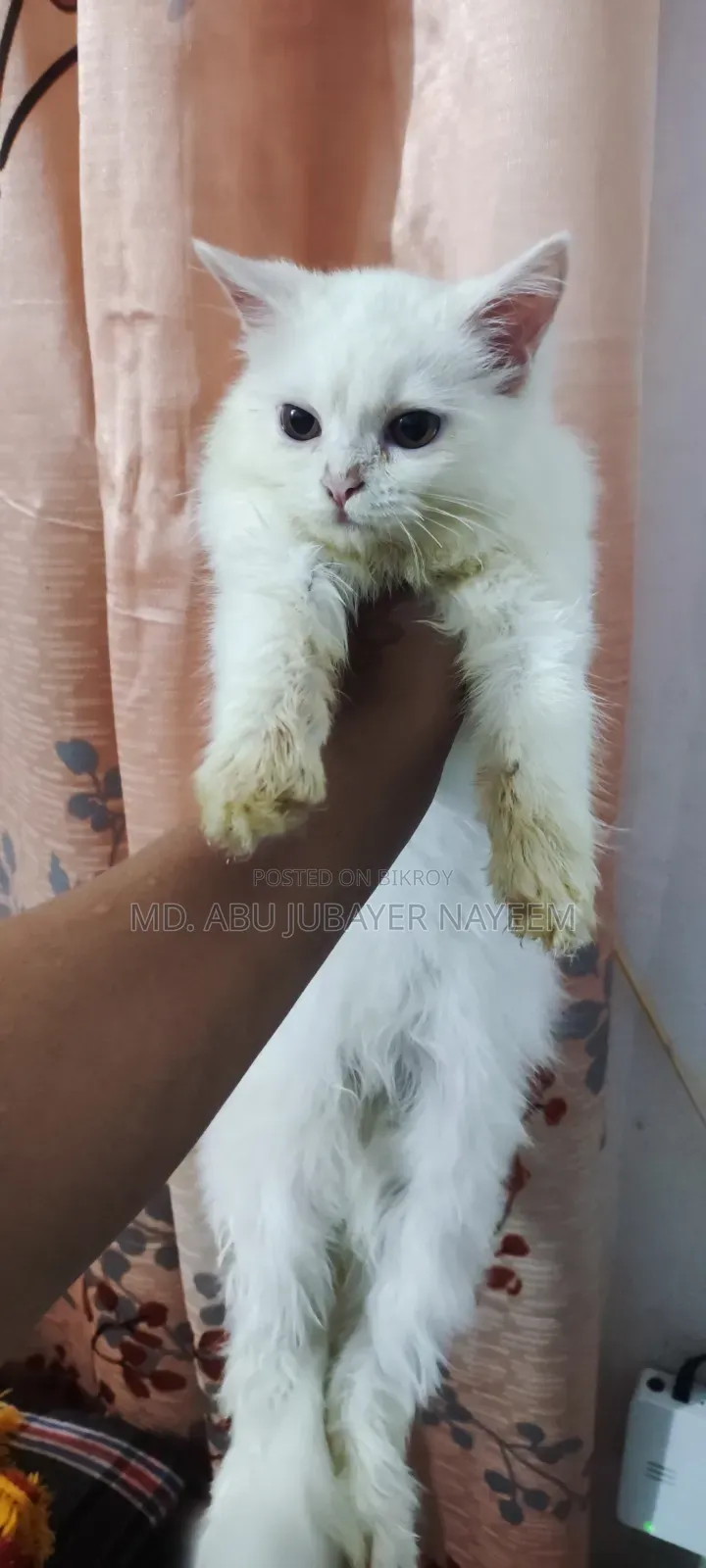 1-3 months Female Purebred Persian