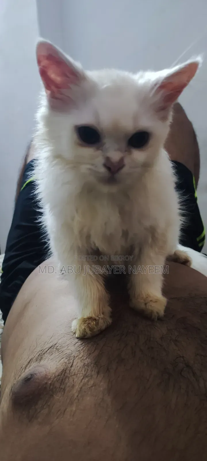 1-3 months Female Purebred Persian