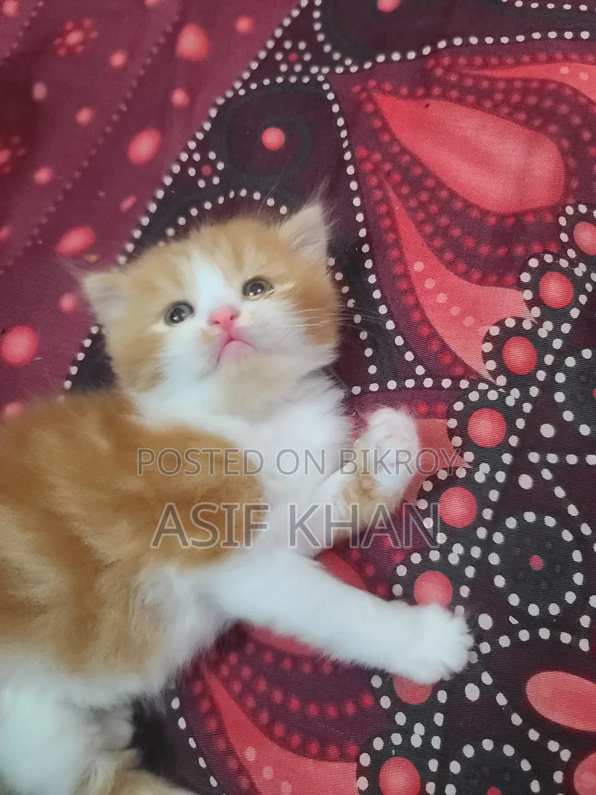 0-1 month Female Purebred Exotic