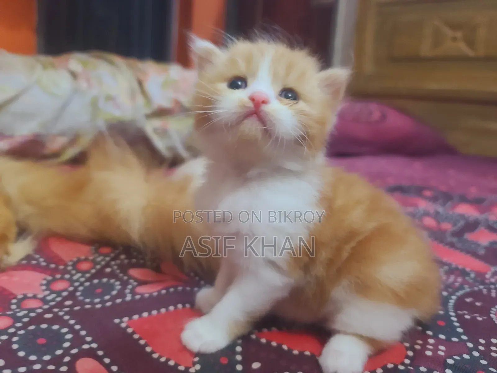 0-1 month Female Purebred Exotic
