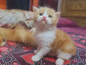 0-1 month Female Purebred Exotic