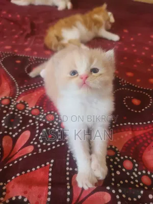 0-1 month Female Purebred Exotic