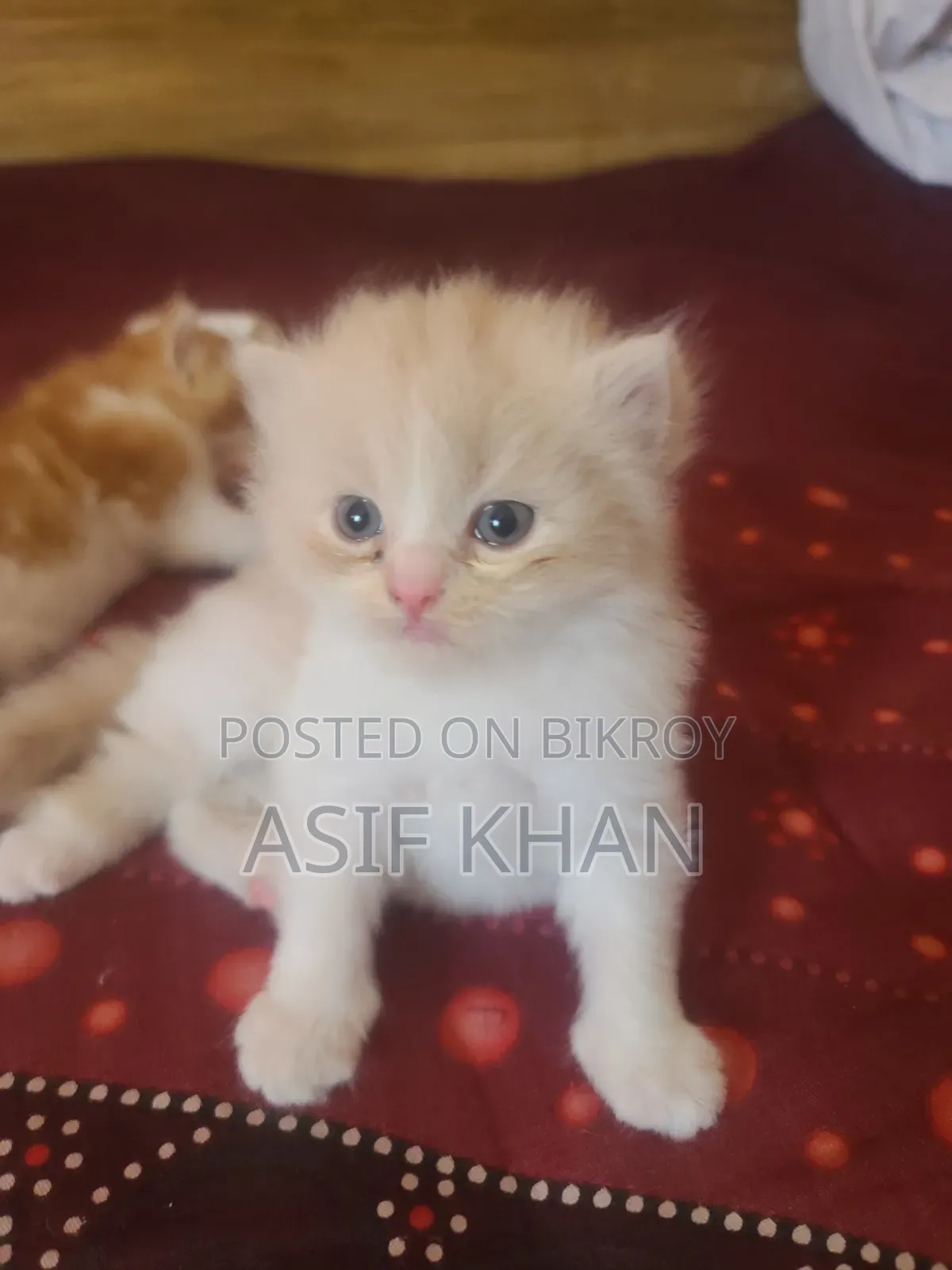 0-1 month Female Purebred Exotic