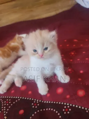 0-1 month Female Purebred Exotic
