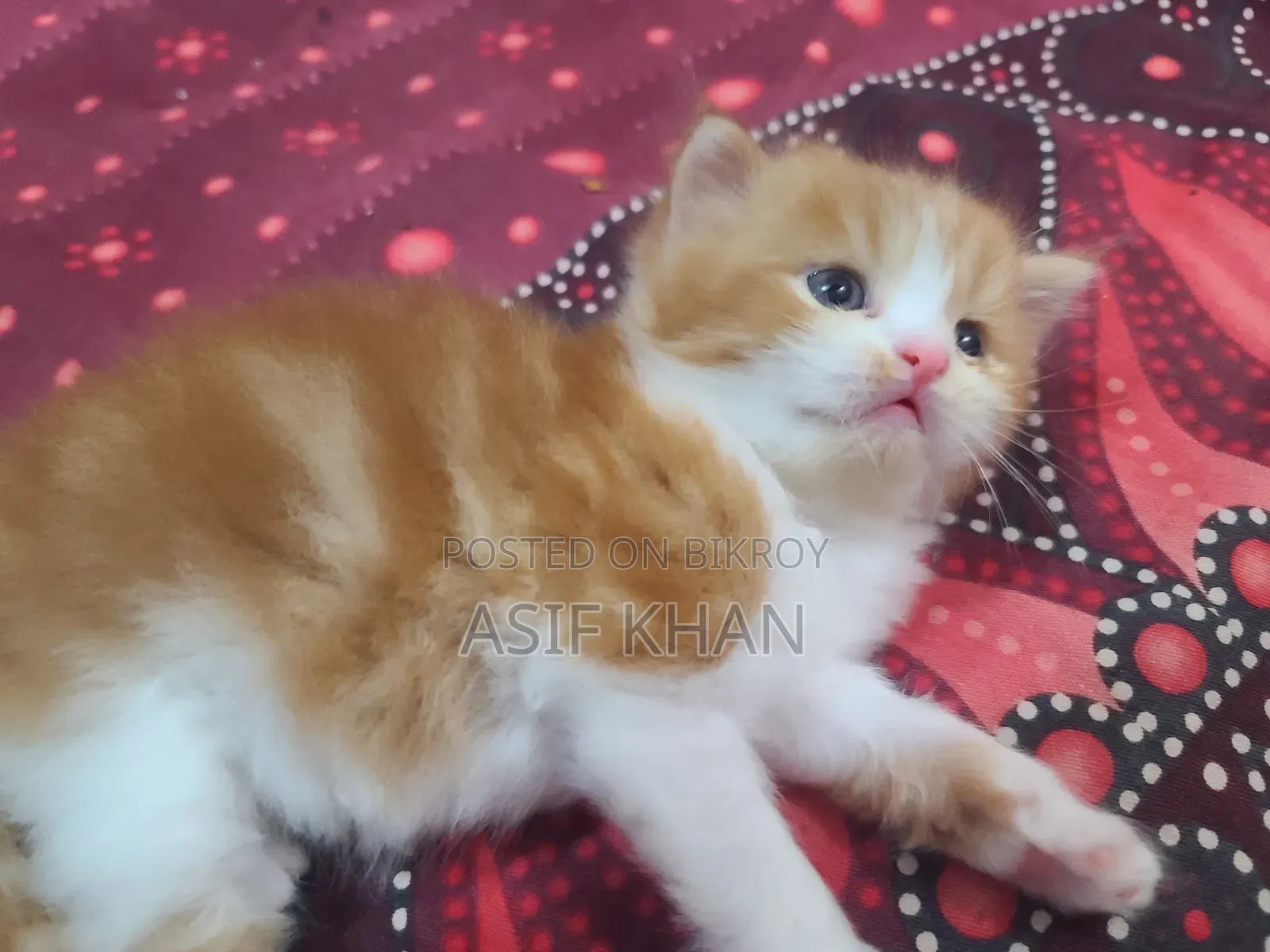 0-1 month Female Purebred Exotic
