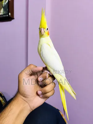 Cockatiel Half Tame