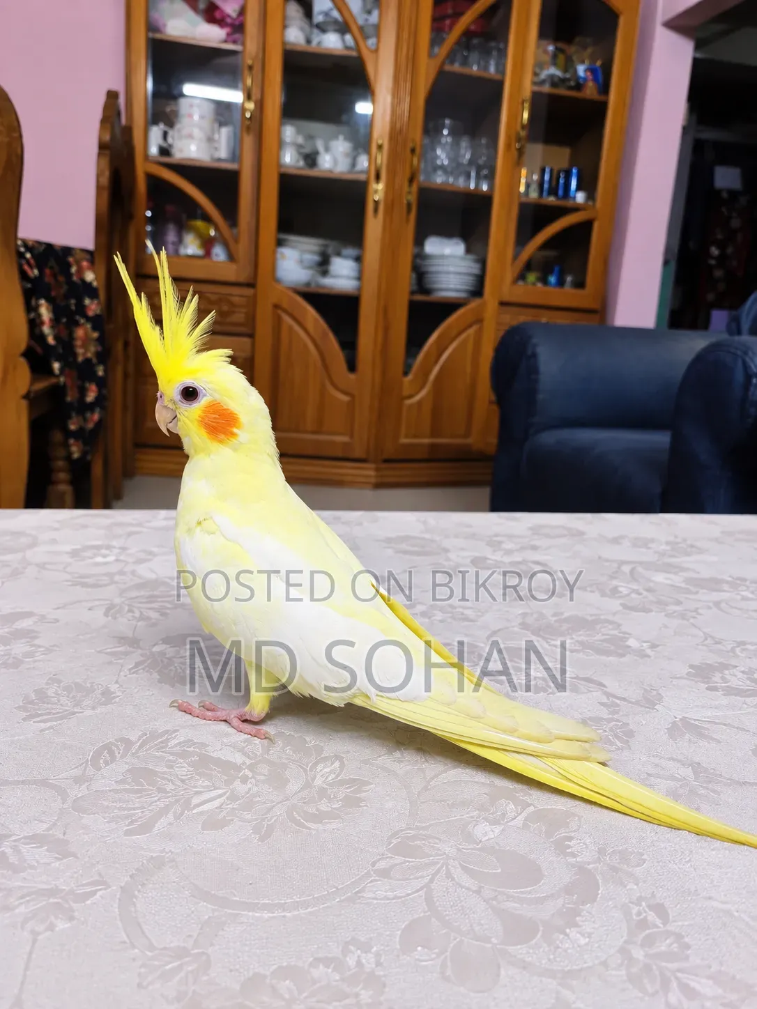 Cockatiel Half Tame