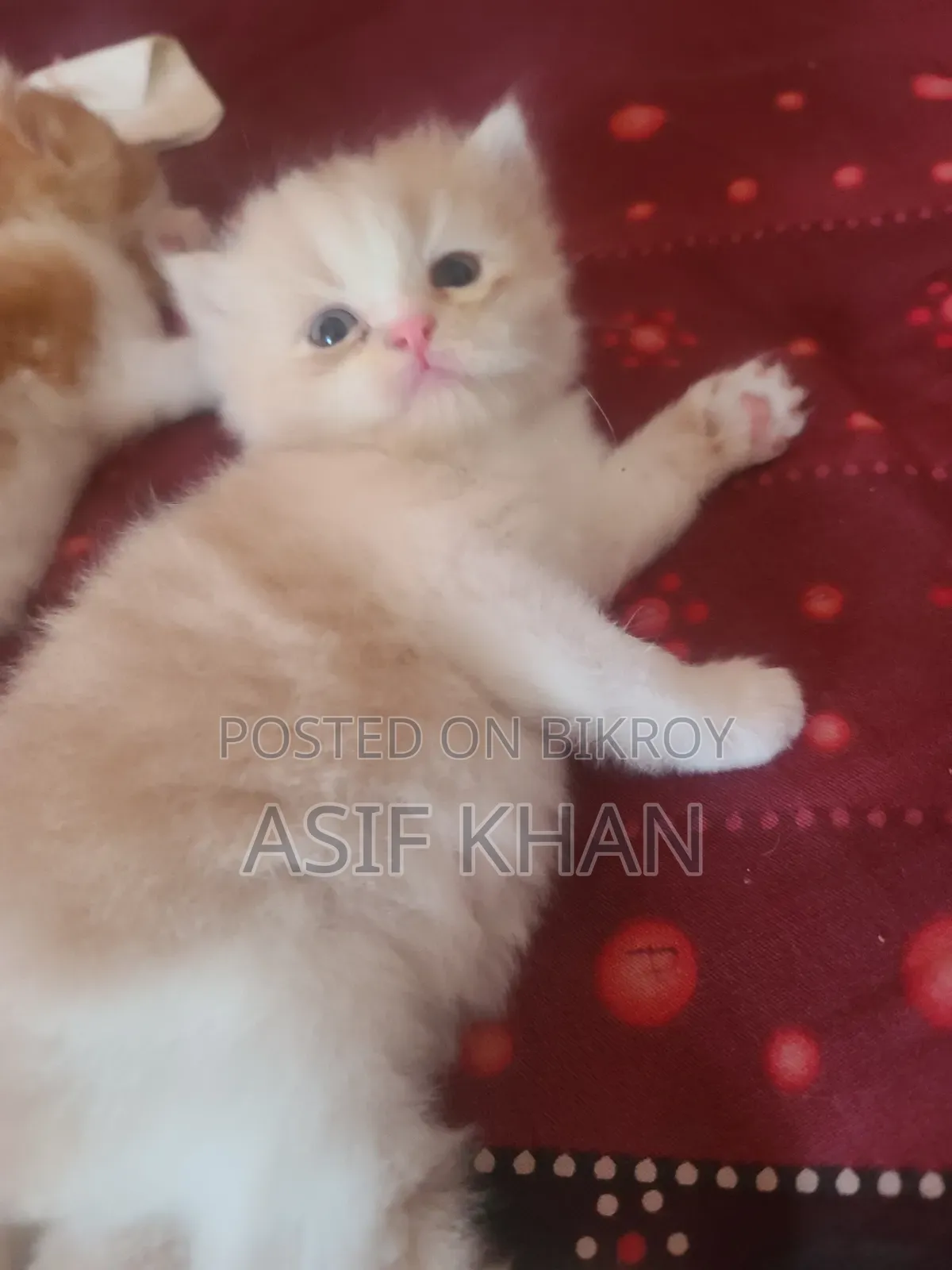 0-1 month Female Purebred Exotic