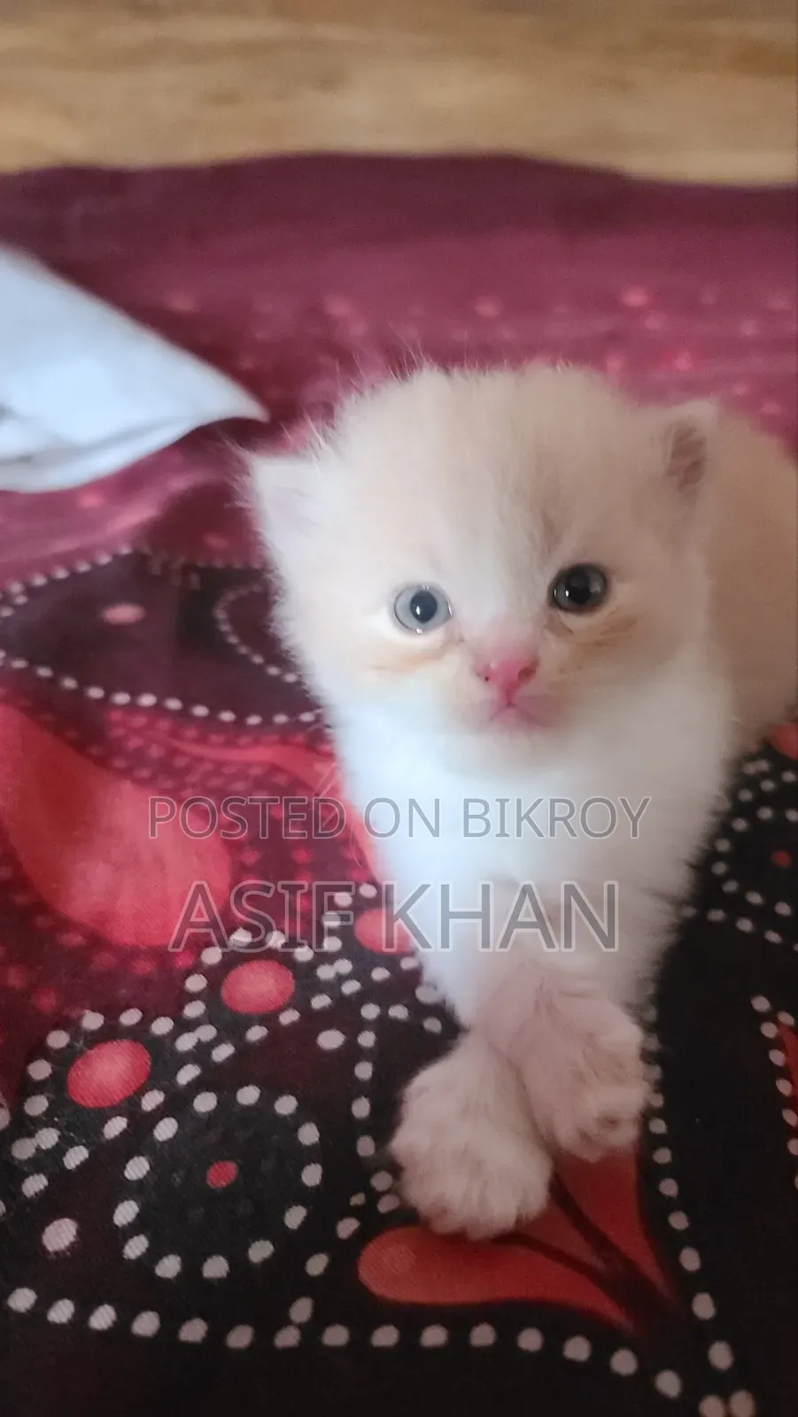 0-1 month Female Purebred Exotic