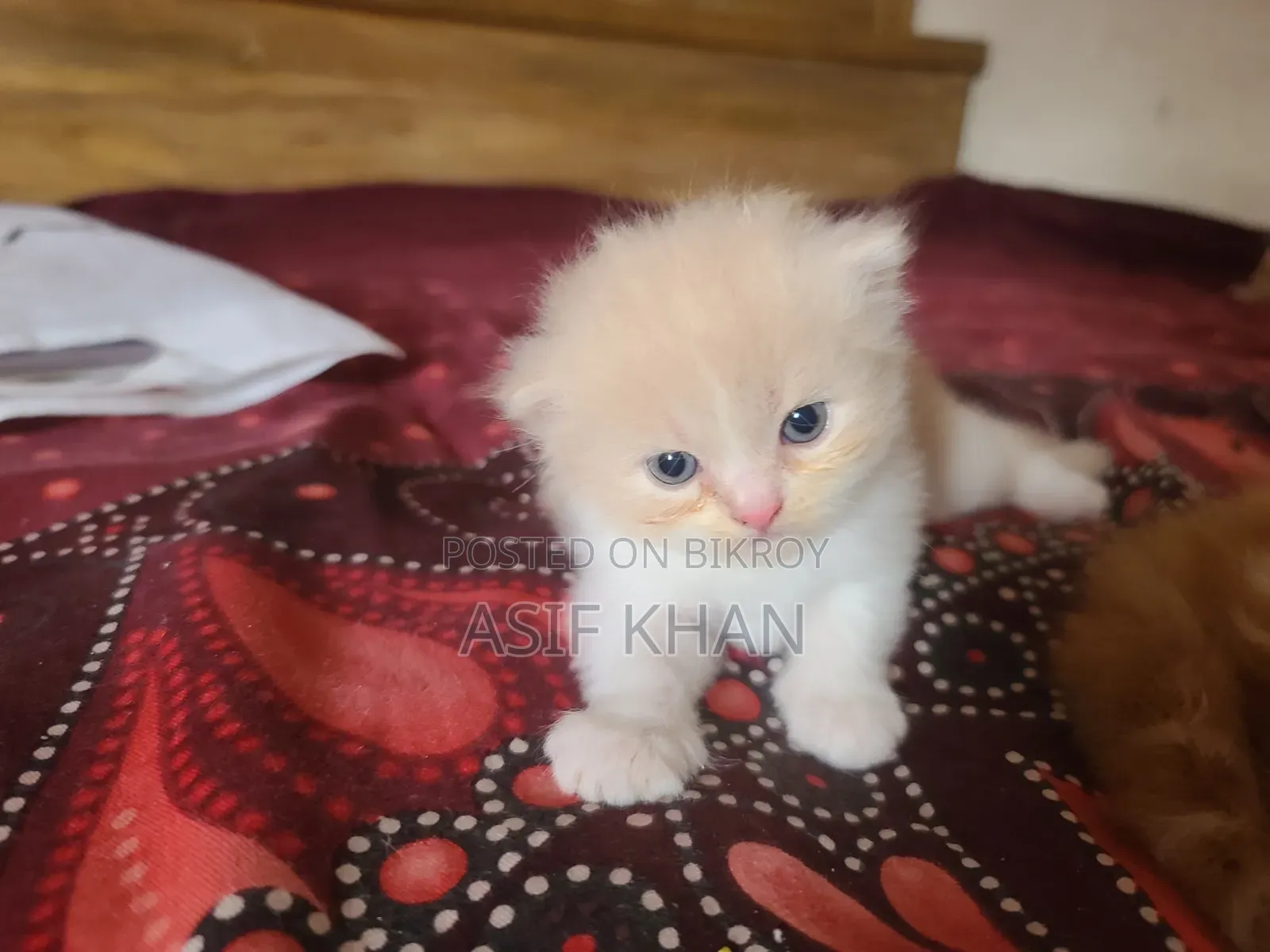 0-1 month Female Purebred Exotic