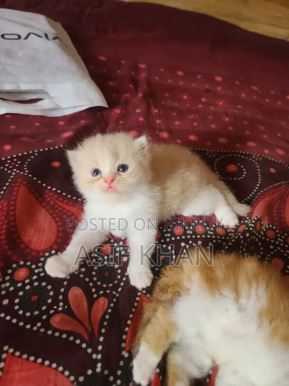 0-1 month Female Purebred Exotic