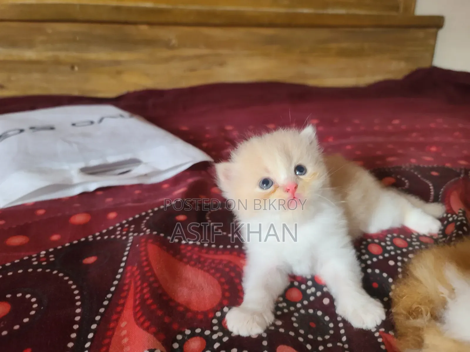 0-1 month Female Purebred Exotic