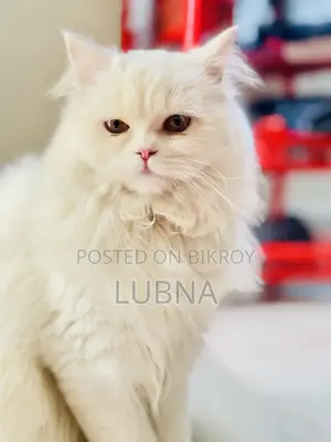 1+ year Female Purebred Persian