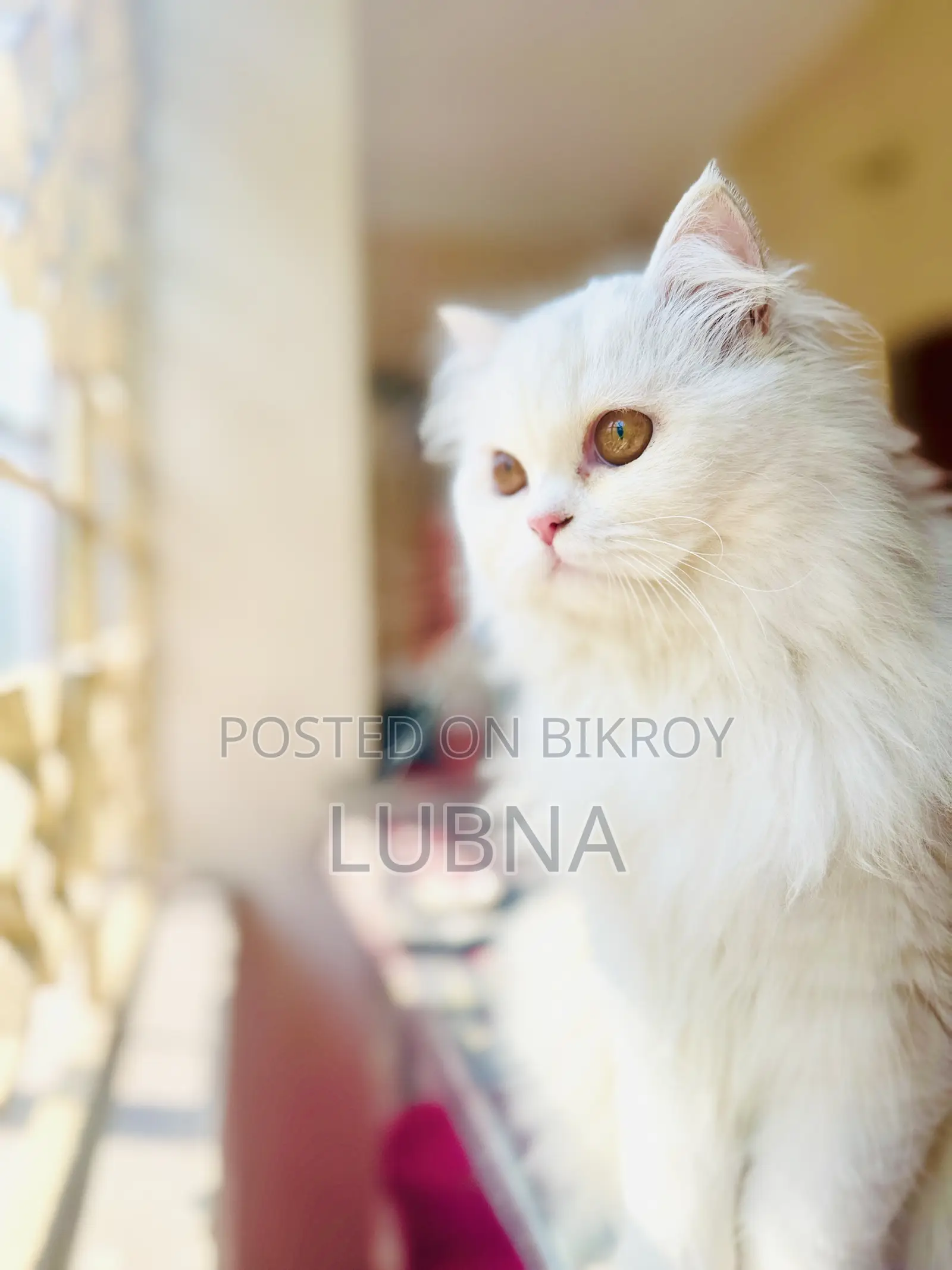 1+ year Female Purebred Persian
