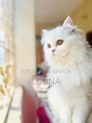 1+ year Female Purebred Persian