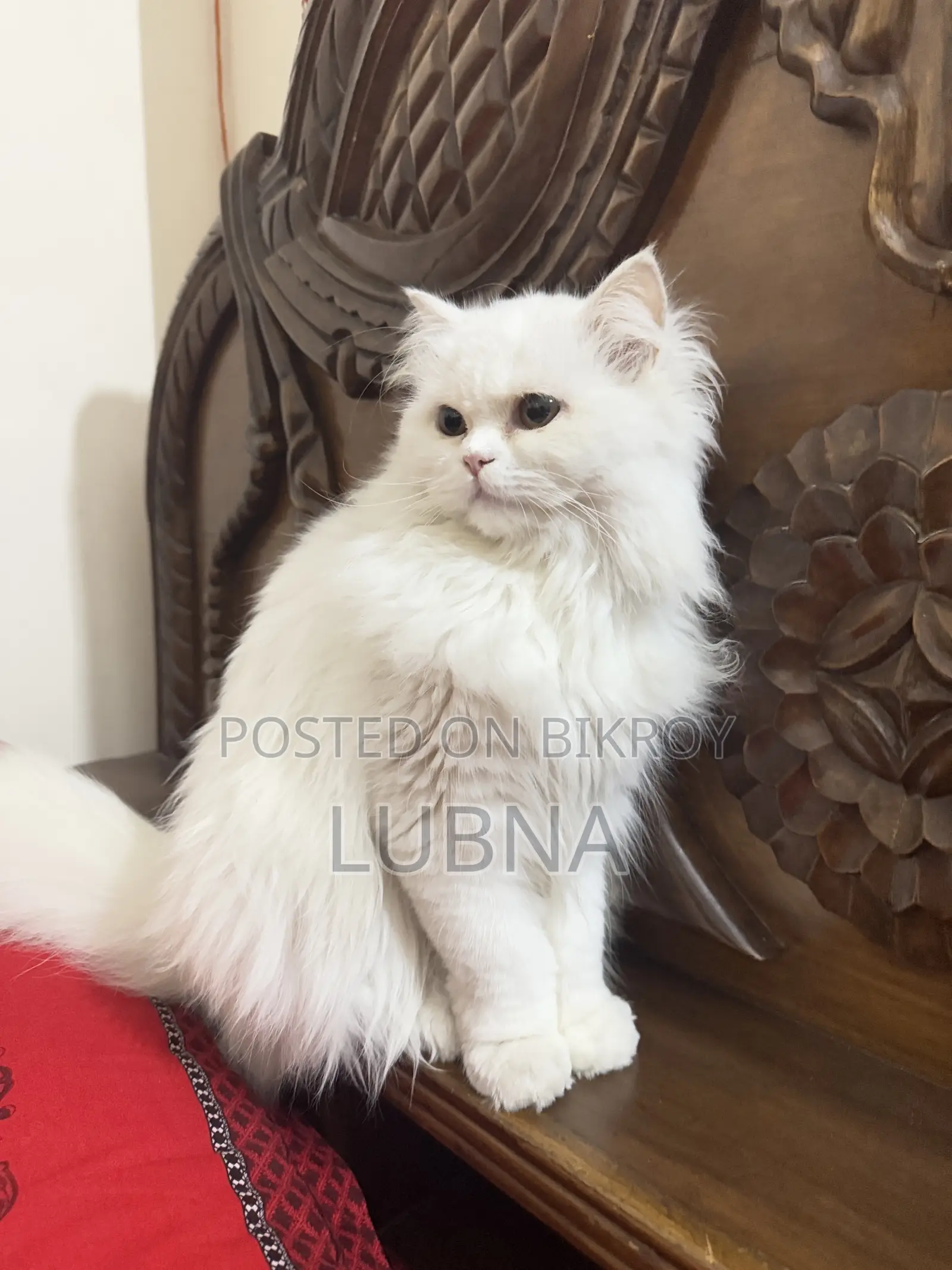 1+ year Female Purebred Persian