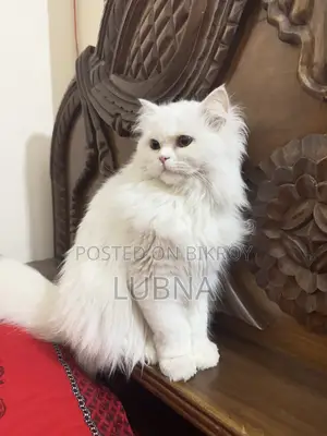1+ year Female Purebred Persian