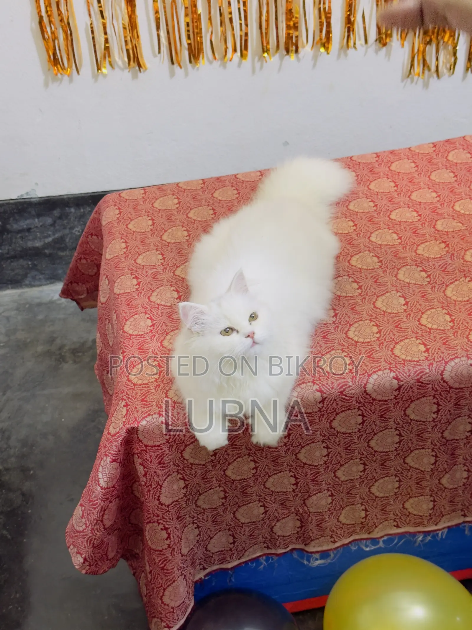 1+ year Female Purebred Persian