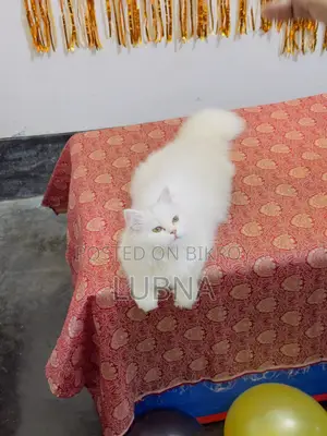 1+ year Female Purebred Persian