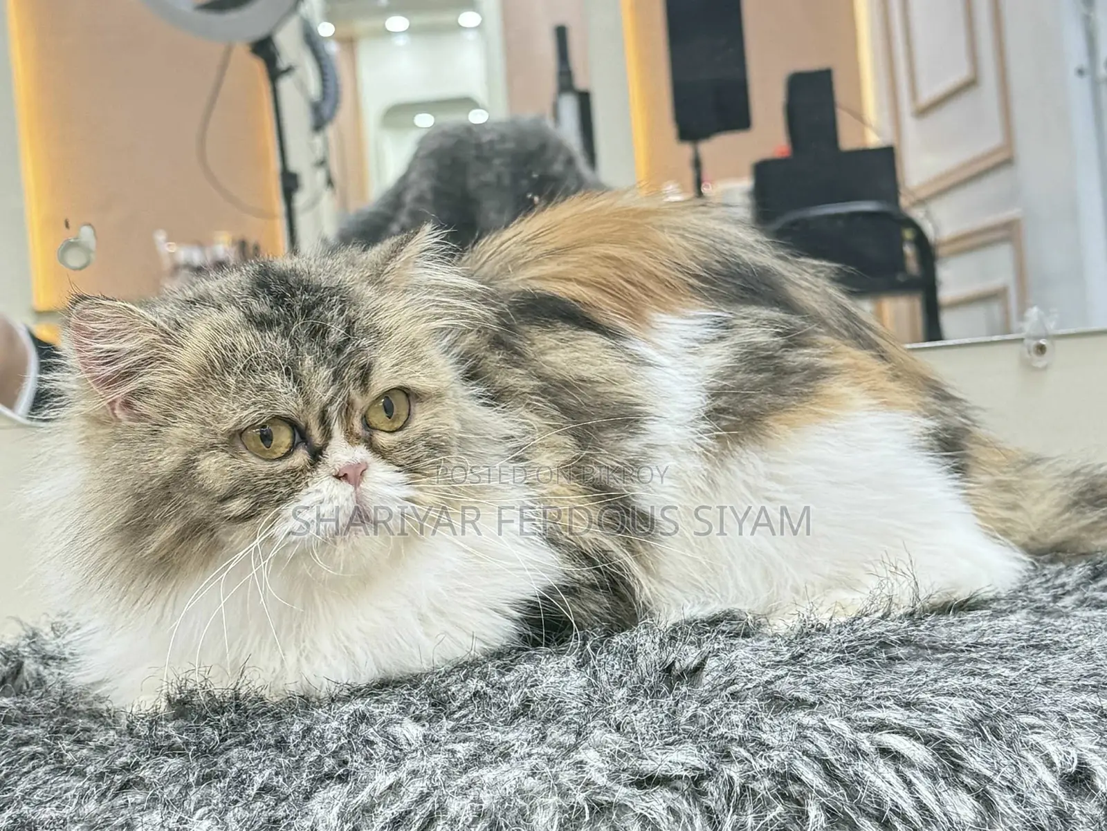 1+ year Female Purebred Persian