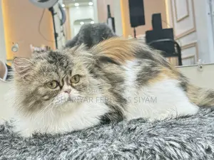 1+ year Female Purebred Persian