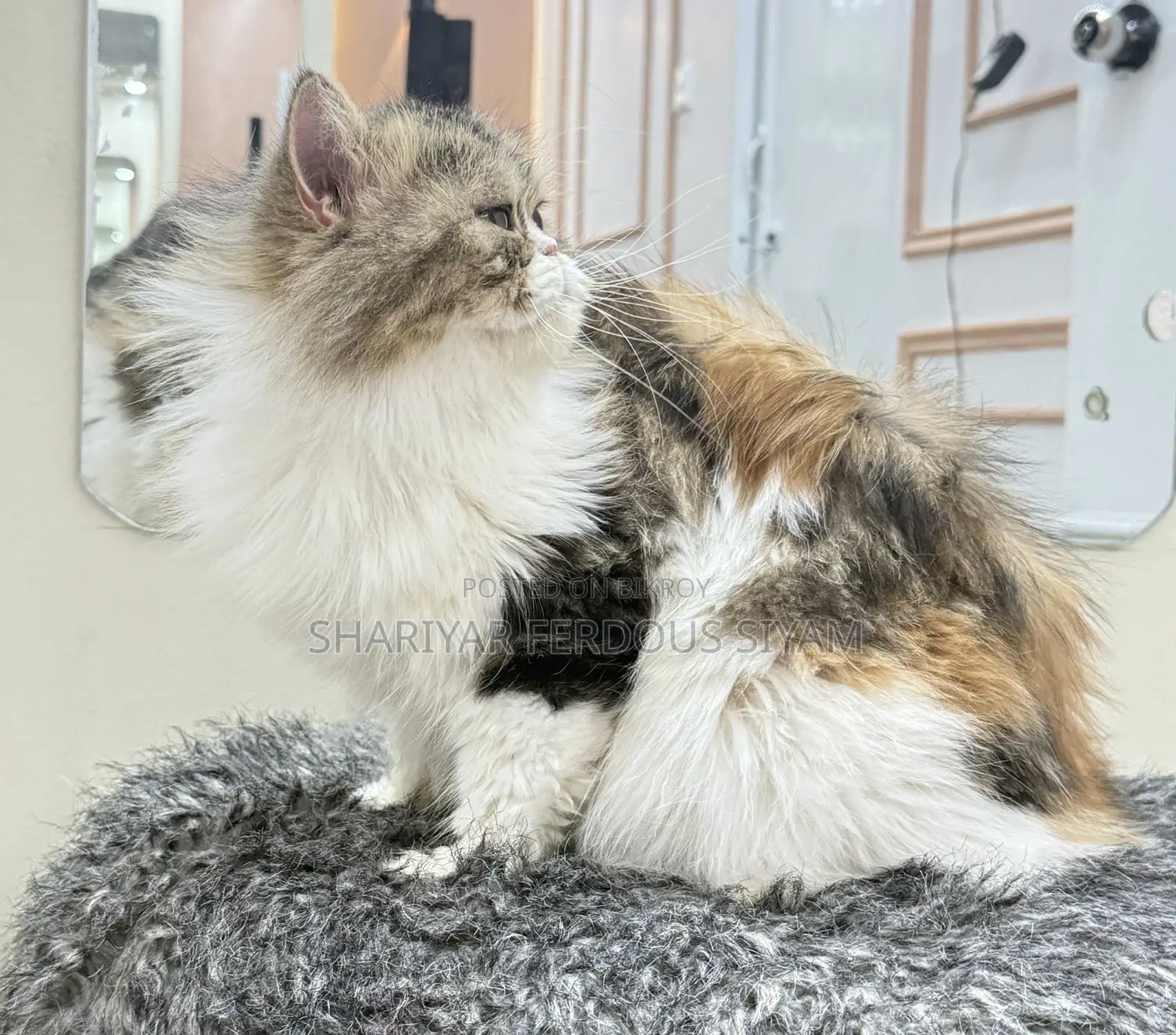1+ year Female Purebred Persian