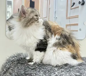 1+ year Female Purebred Persian