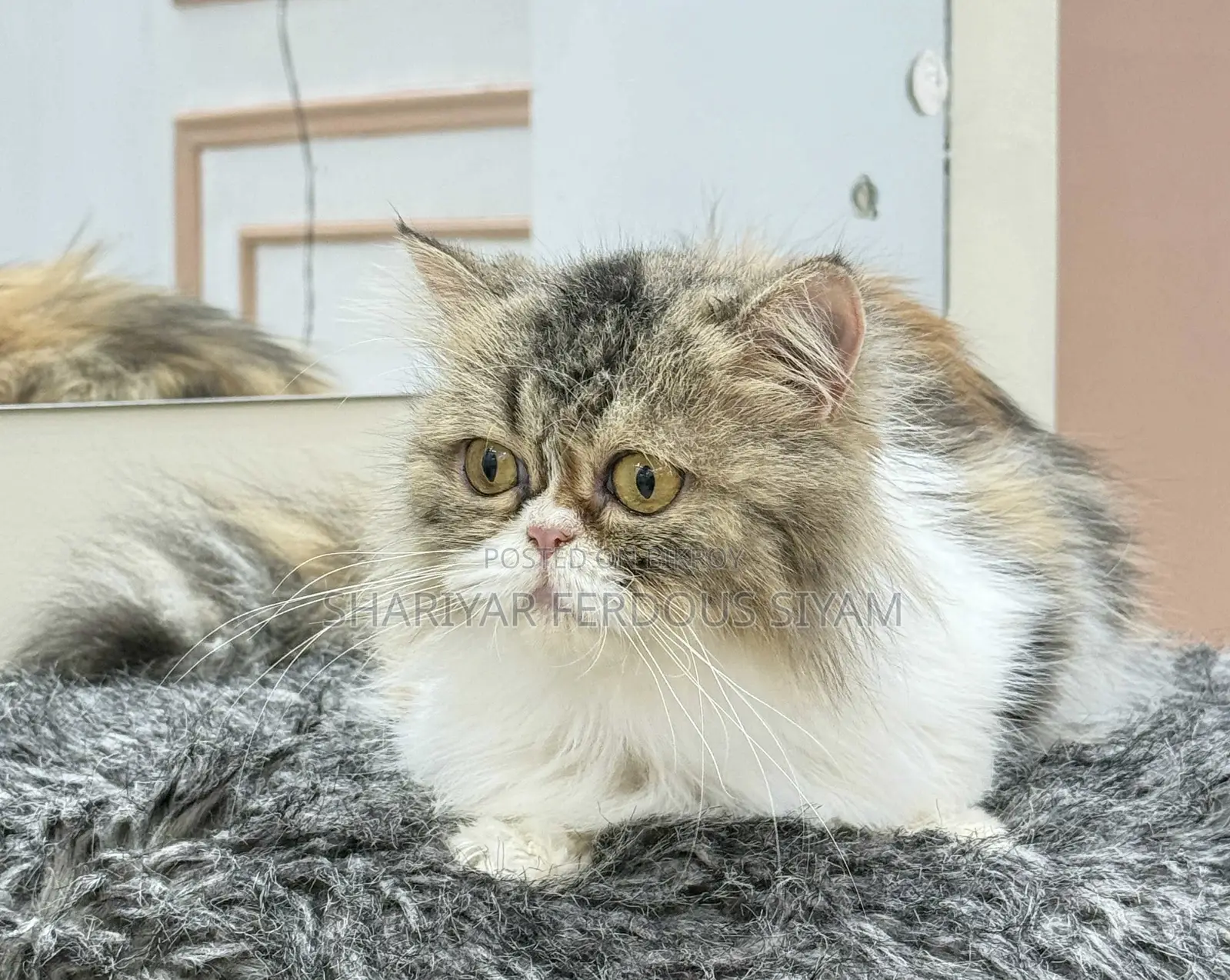 1+ year Female Purebred Persian