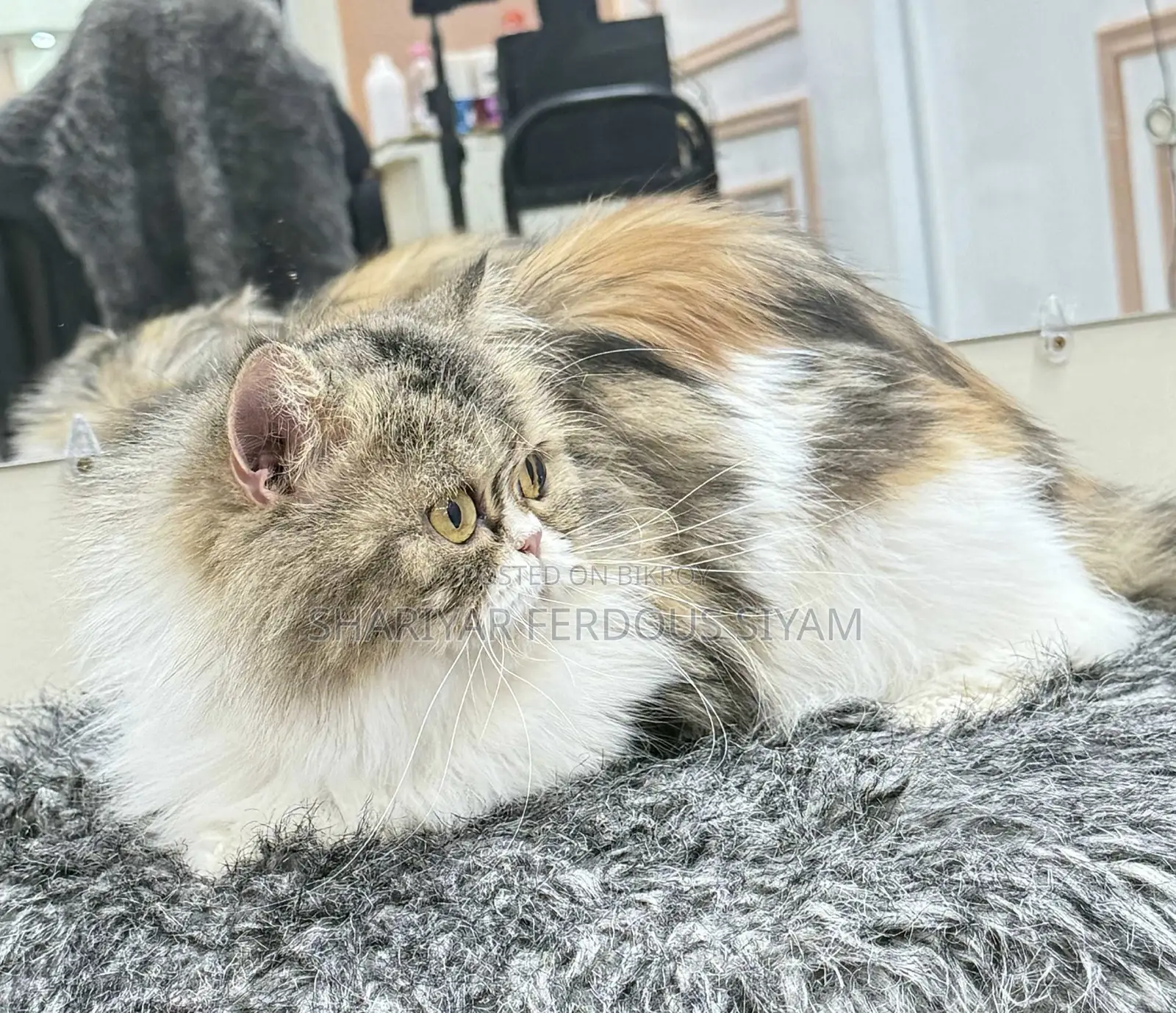 1+ year Female Purebred Persian