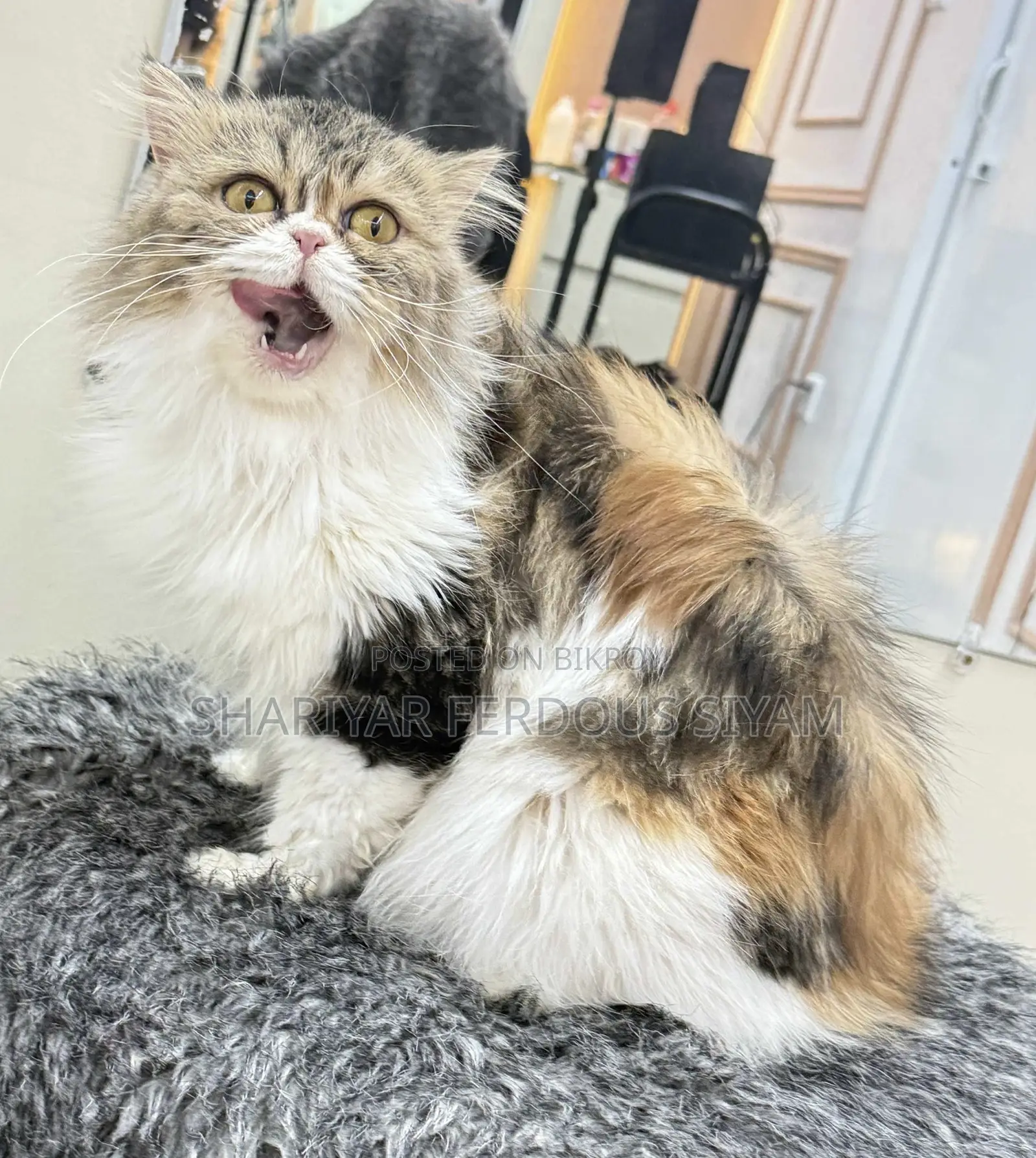 1+ year Female Purebred Persian