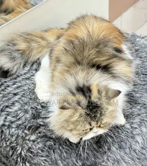 1+ year Female Purebred Persian