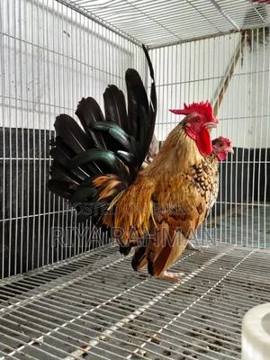 🐓🐔 সৌখিন ফিনিক্স জোড়া বিক্রি হবে 🐔🐓