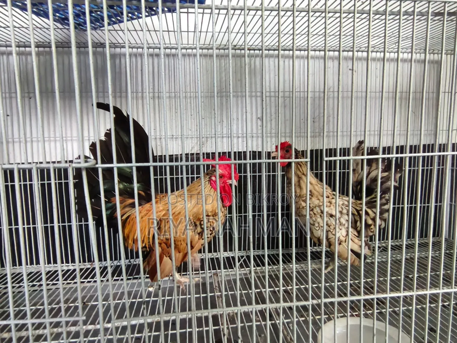 🐓🐔 সৌখিন ফিনিক্স জোড়া বিক্রি হবে 🐔🐓