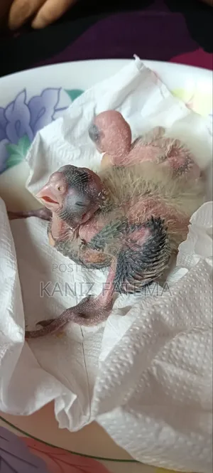 You can take birds for taming