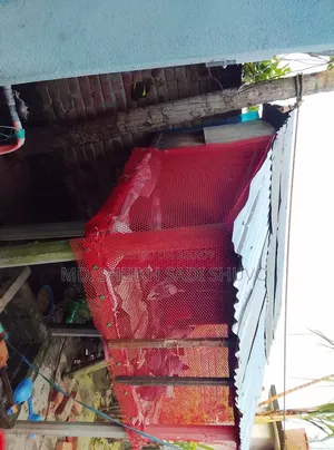 ১২ টি কবুতর ও খোপ সহ বিক্রয় করা হবে ইমারজেন্সি টাকার দরকার