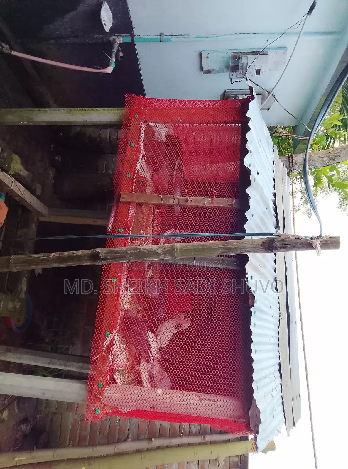 ১২ টি কবুতর ও খোপ সহ বিক্রয় করা হবে ইমারজেন্সি টাকার দরকার