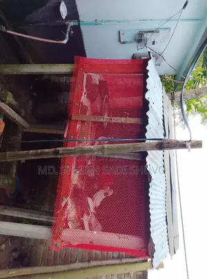 ১২ টি কবুতর ও খোপ সহ বিক্রয় করা হবে ইমারজেন্সি টাকার দরকার