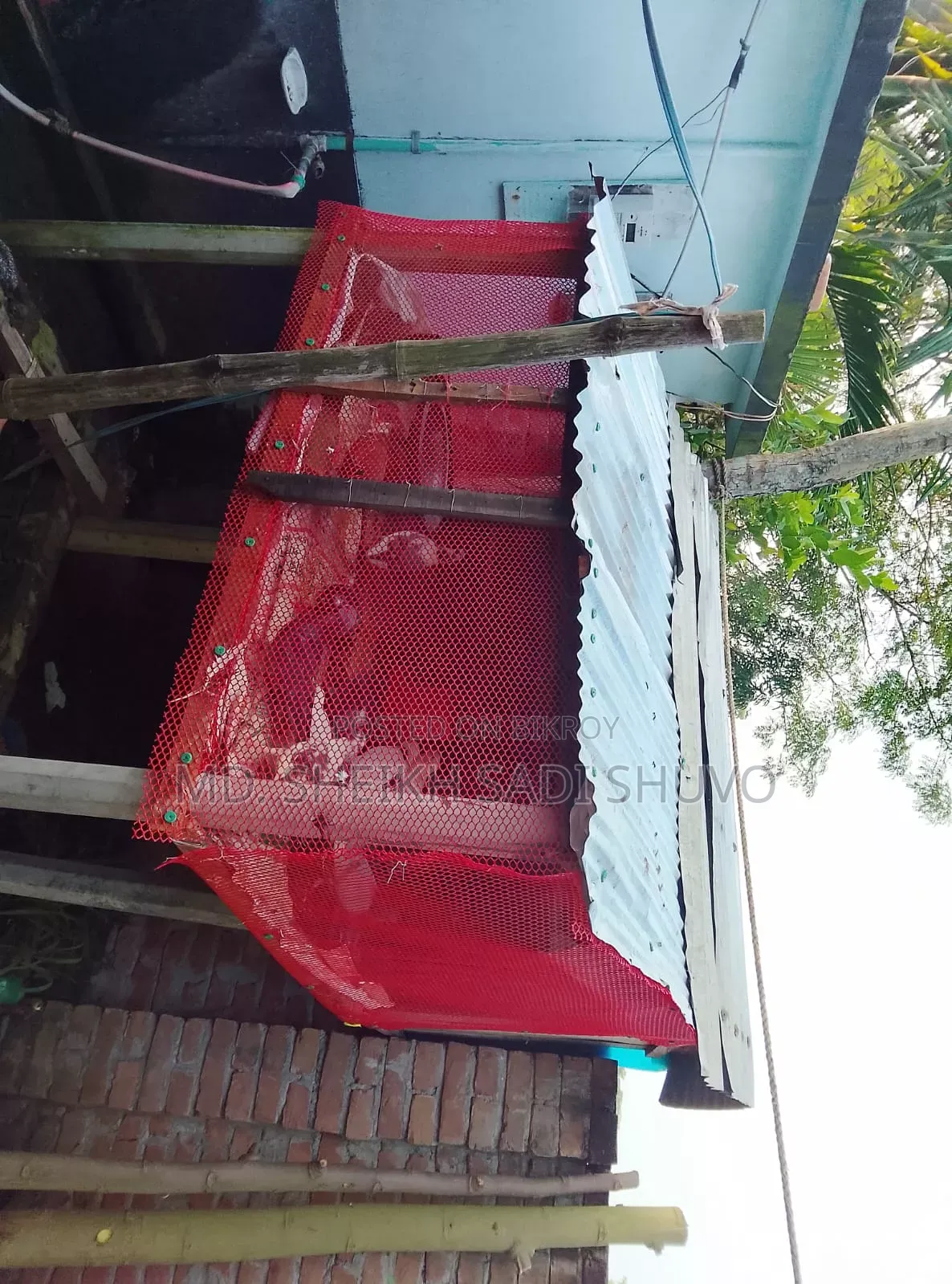 ১২ টি কবুতর ও খোপ সহ বিক্রয় করা হবে ইমারজেন্সি টাকার দরকার