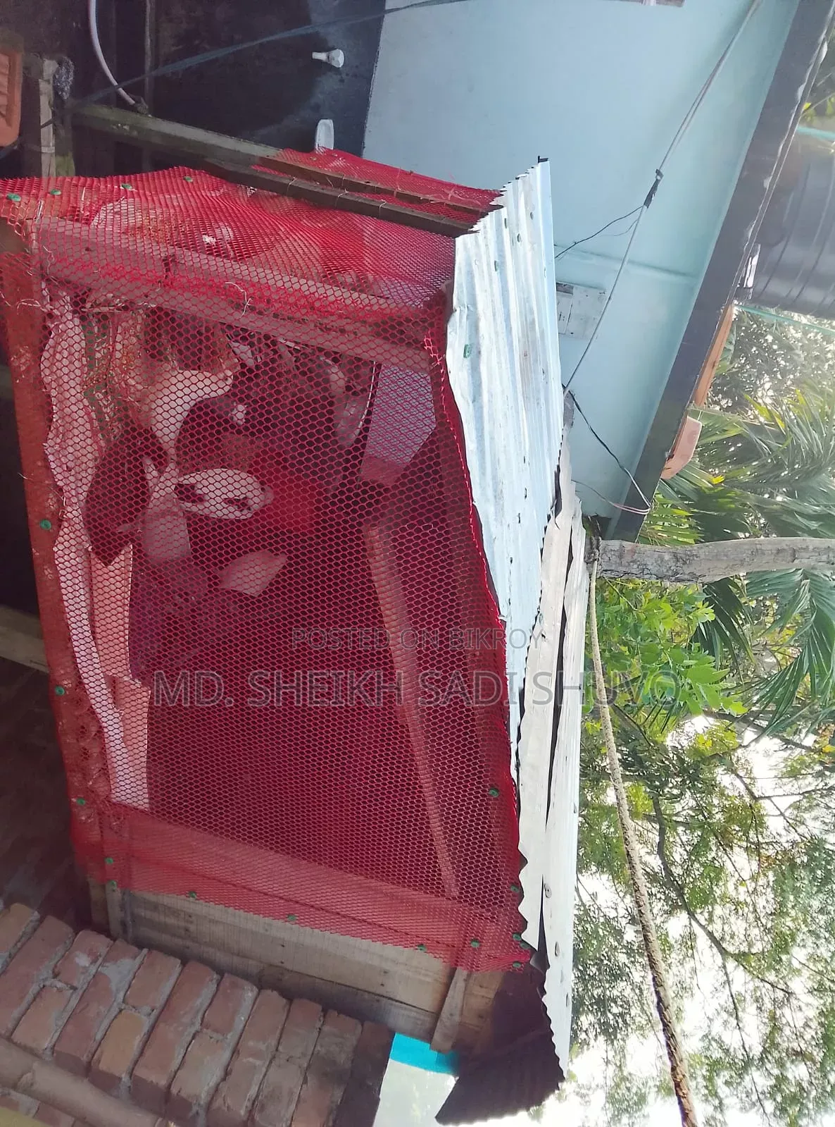 ১২ টি কবুতর ও খোপ সহ বিক্রয় করা হবে ইমারজেন্সি টাকার দরকার