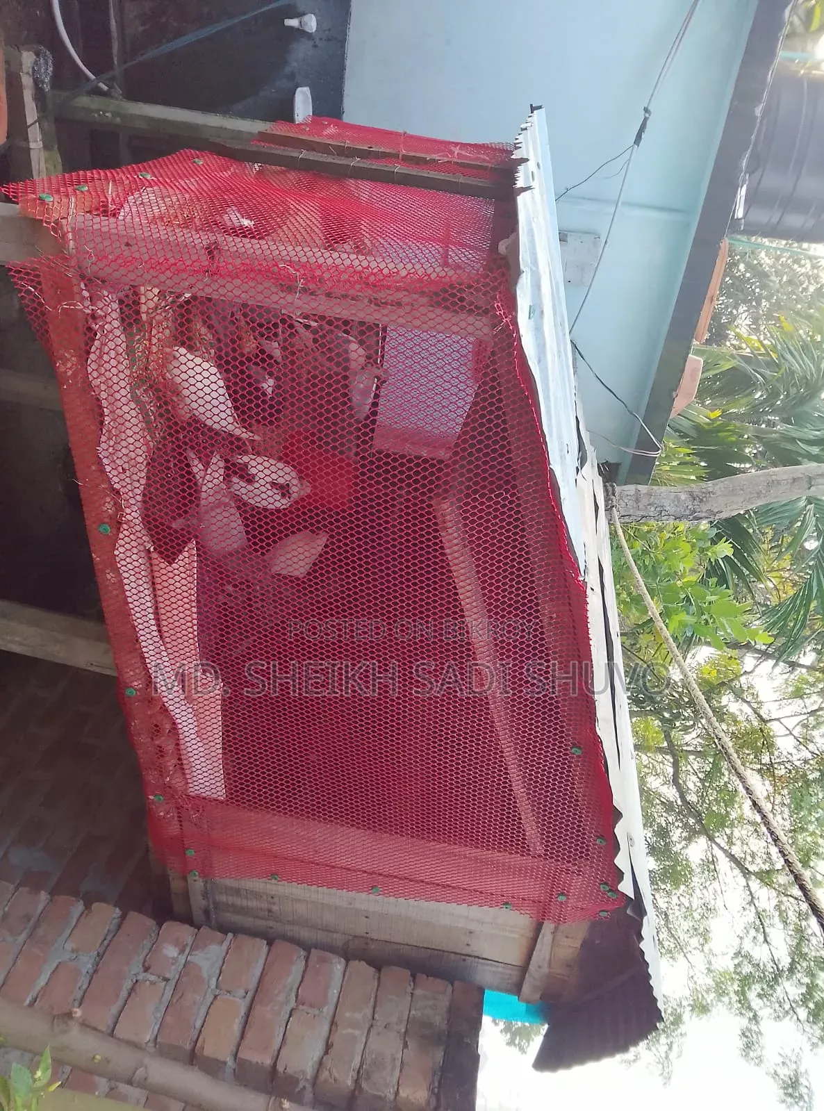 ১২ টি কবুতর ও খোপ সহ বিক্রয় করা হবে ইমারজেন্সি টাকার দরকার