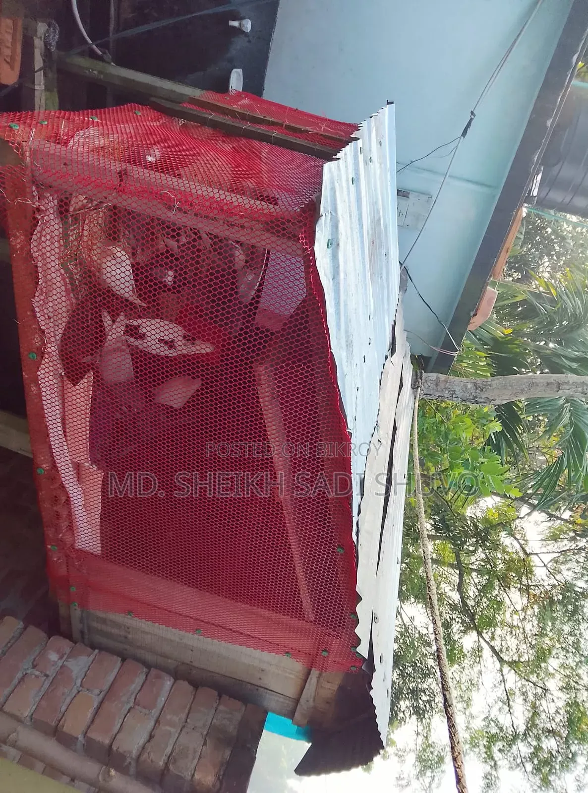 ১২ টি কবুতর ও খোপ সহ বিক্রয় করা হবে ইমারজেন্সি টাকার দরকার