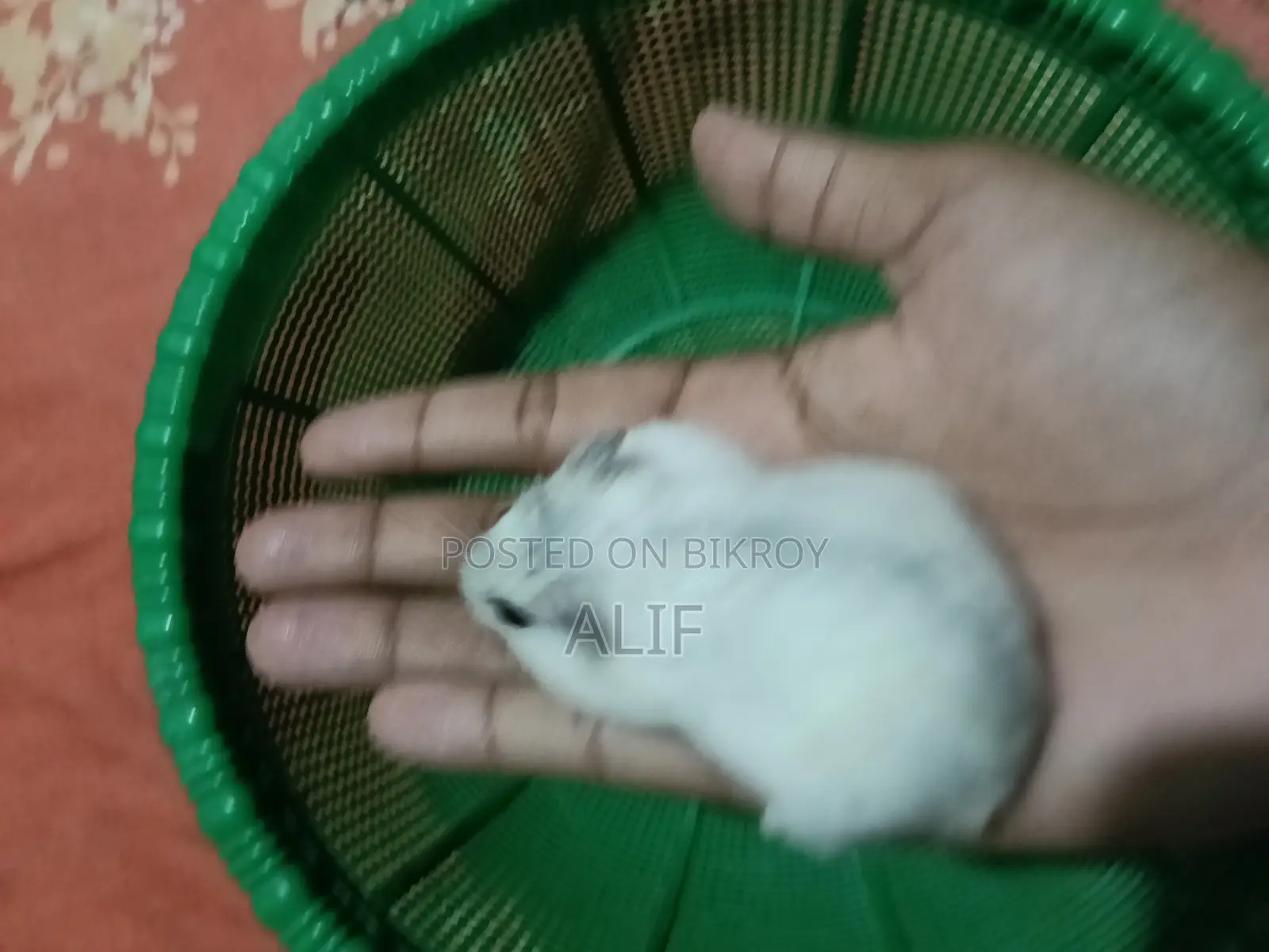 1 piece Male Winter White Hamster for Sale.