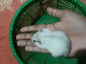 1 piece Male Winter White Hamster for Sale.