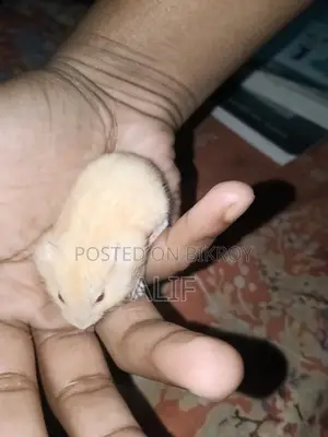 1 piece Male Winter White Hamster for Sale.
