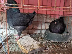1 Pair Show King With Eggs